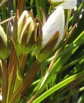 Gentianella muelleriana (hero image)