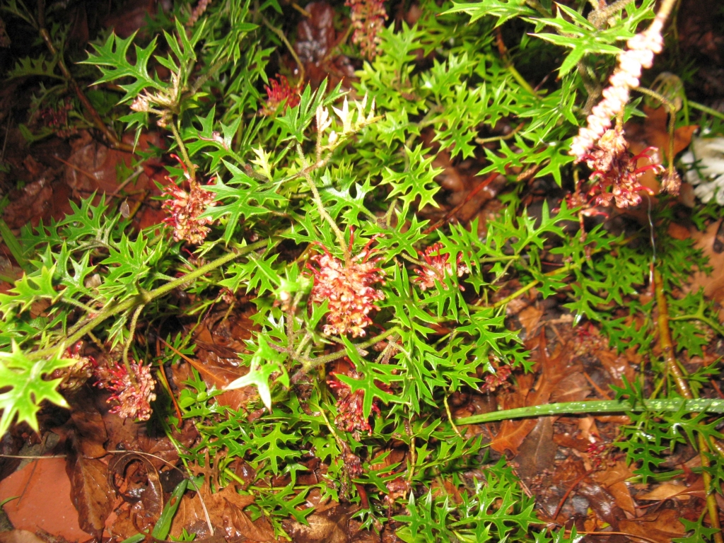 Grevillea microstegia (hero image)