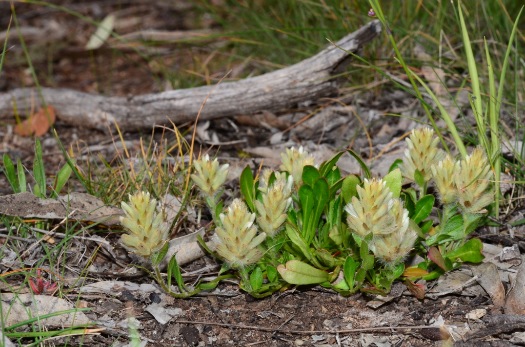 Ptilotus (hero image)