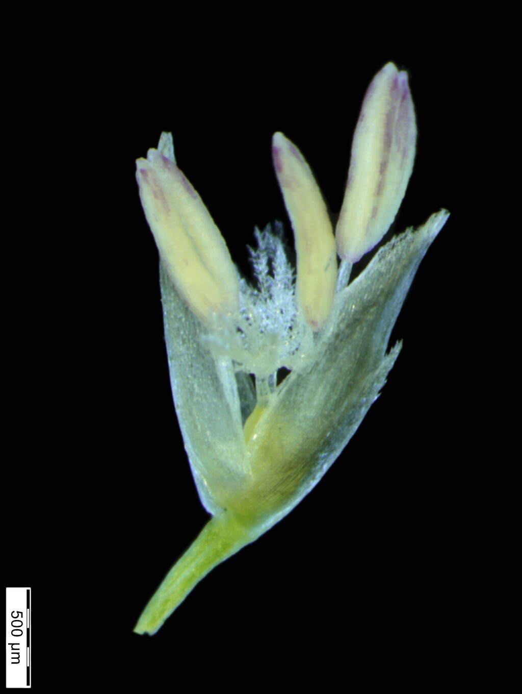 Sporobolus africanus (hero image)