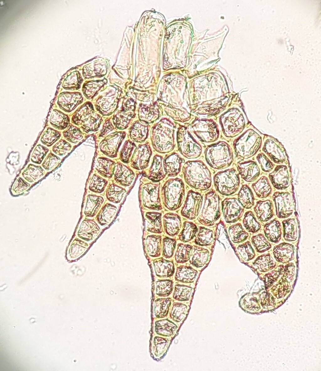 Pseudocephalozia (hero image)