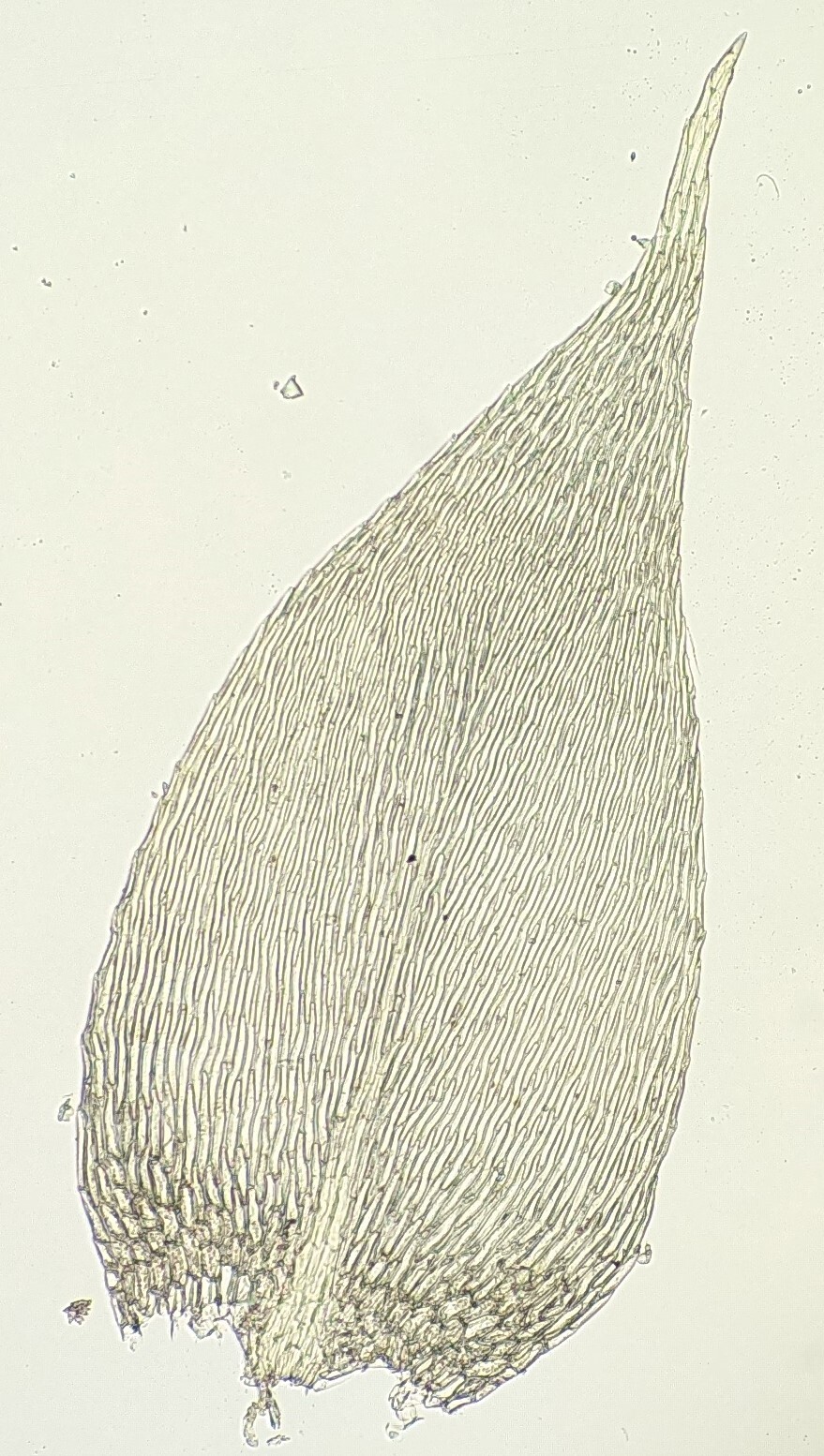 Brachythecium (hero image)