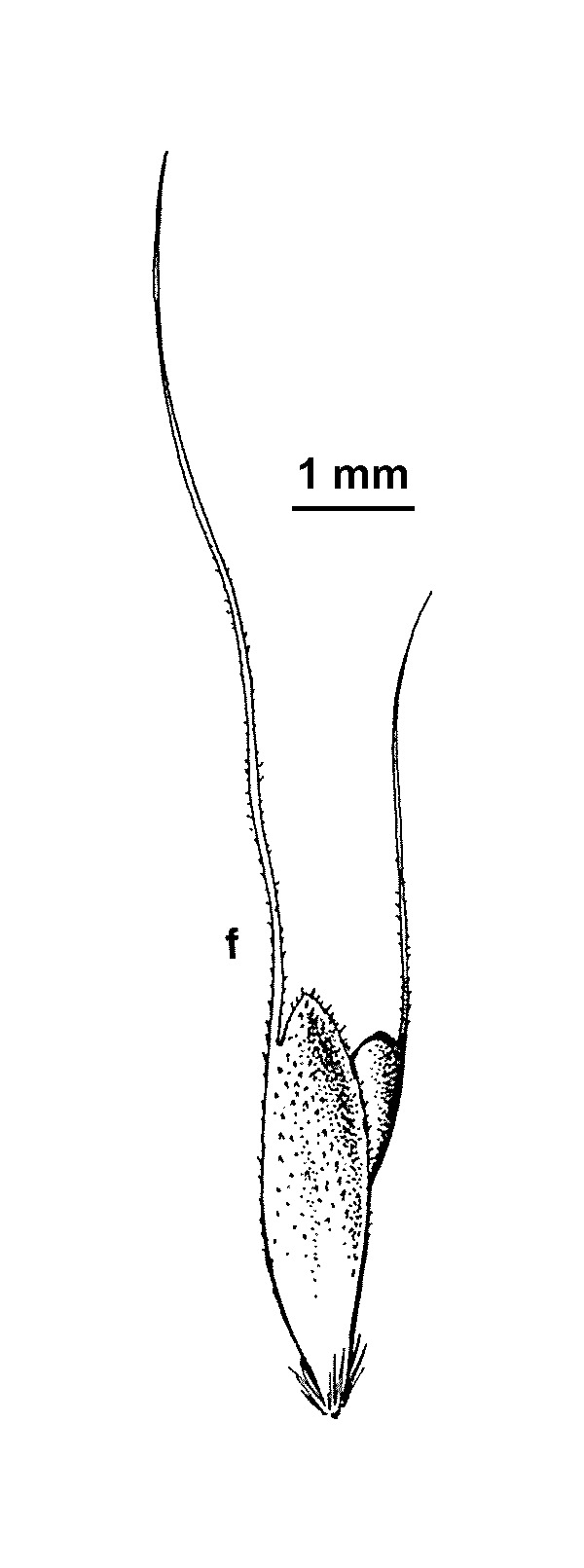 Chloris ventricosa (hero image)