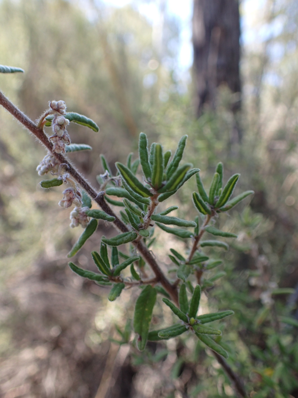 Pomaderris phylicifolia subsp. phylicifolia (hero image)