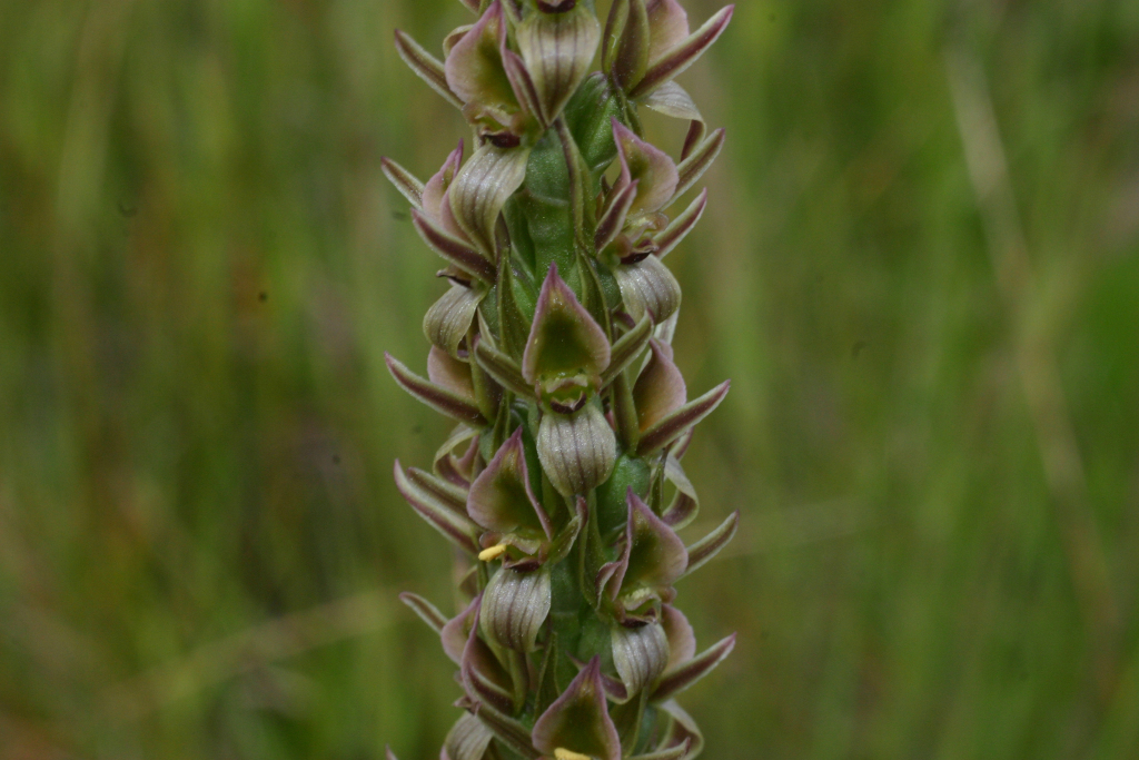 Prasophyllum sp. aff. correctum (Mortlake) (hero image)