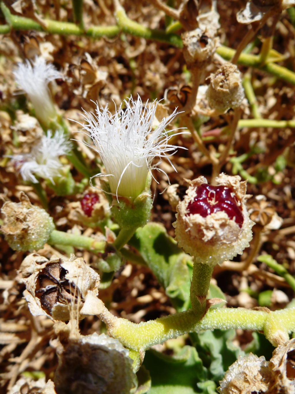 Mesembryanthemum guerichianum (hero image)