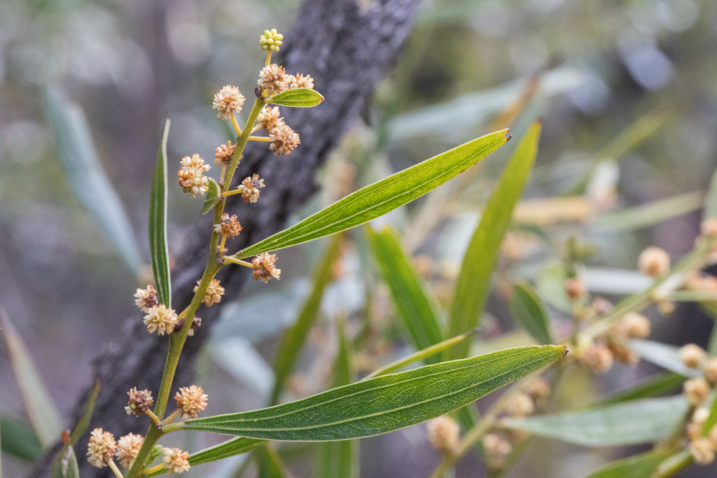 Acacia leprosa var. graveolens (hero image)