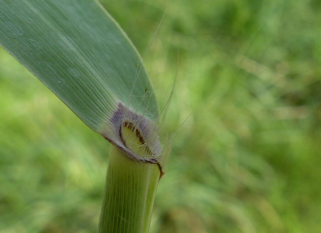 Phragmites australis (hero image)