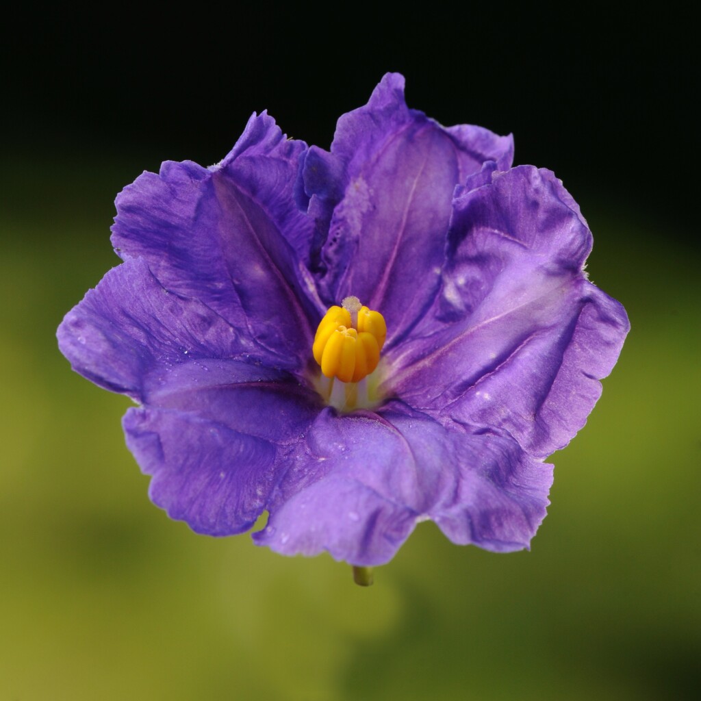 Solanum (hero image)