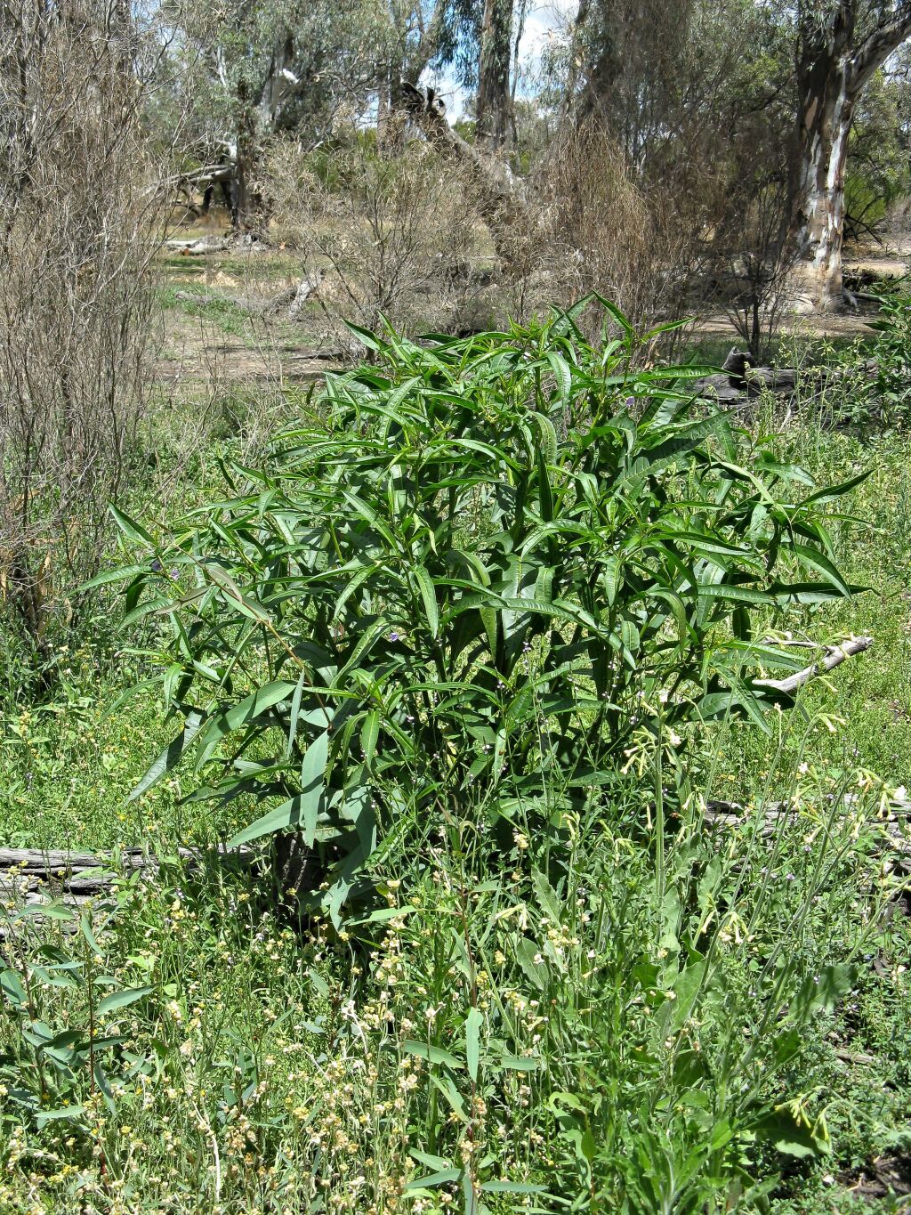 Solanum simile (hero image)