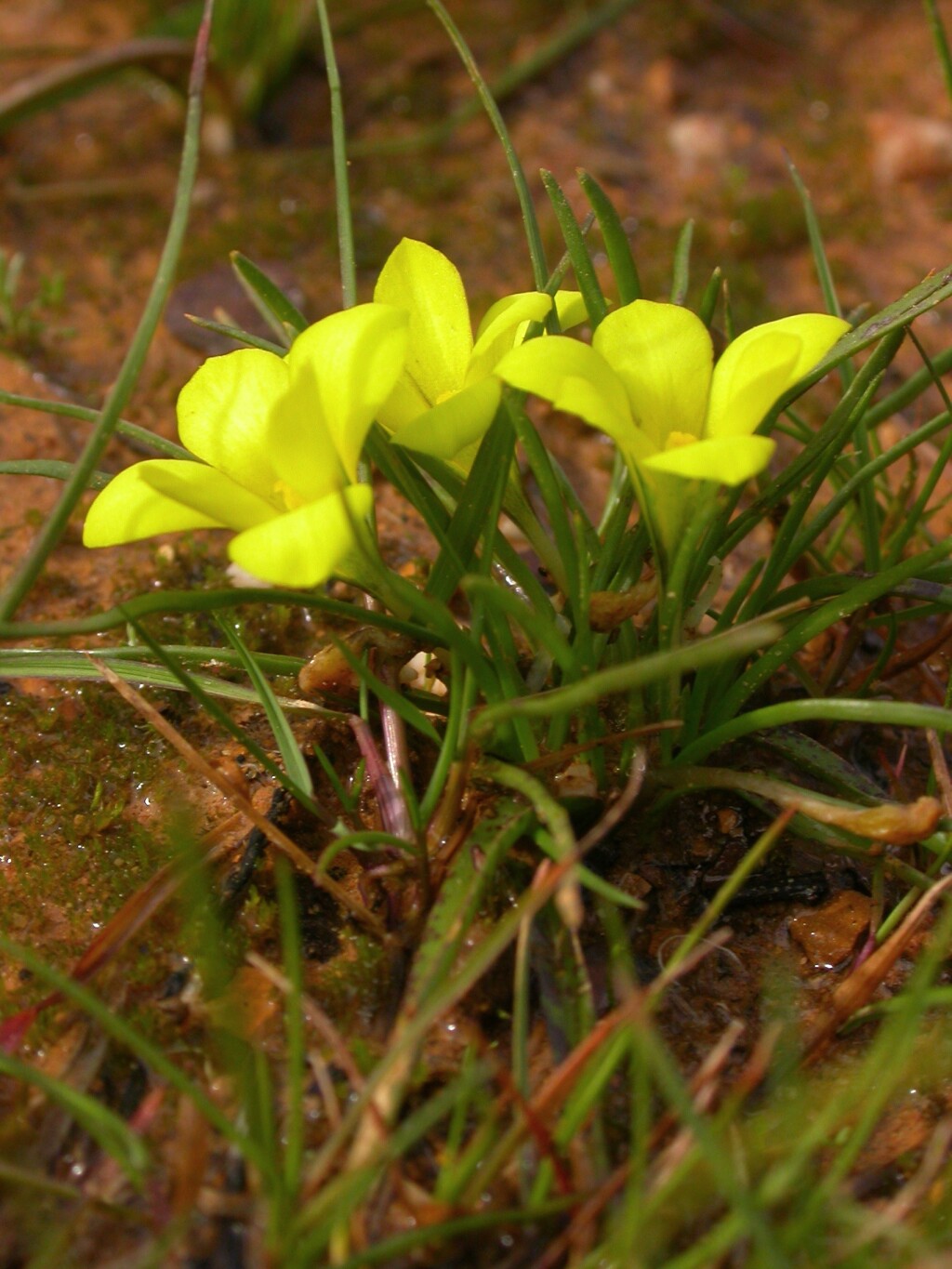 Moraea fugacissima (hero image)