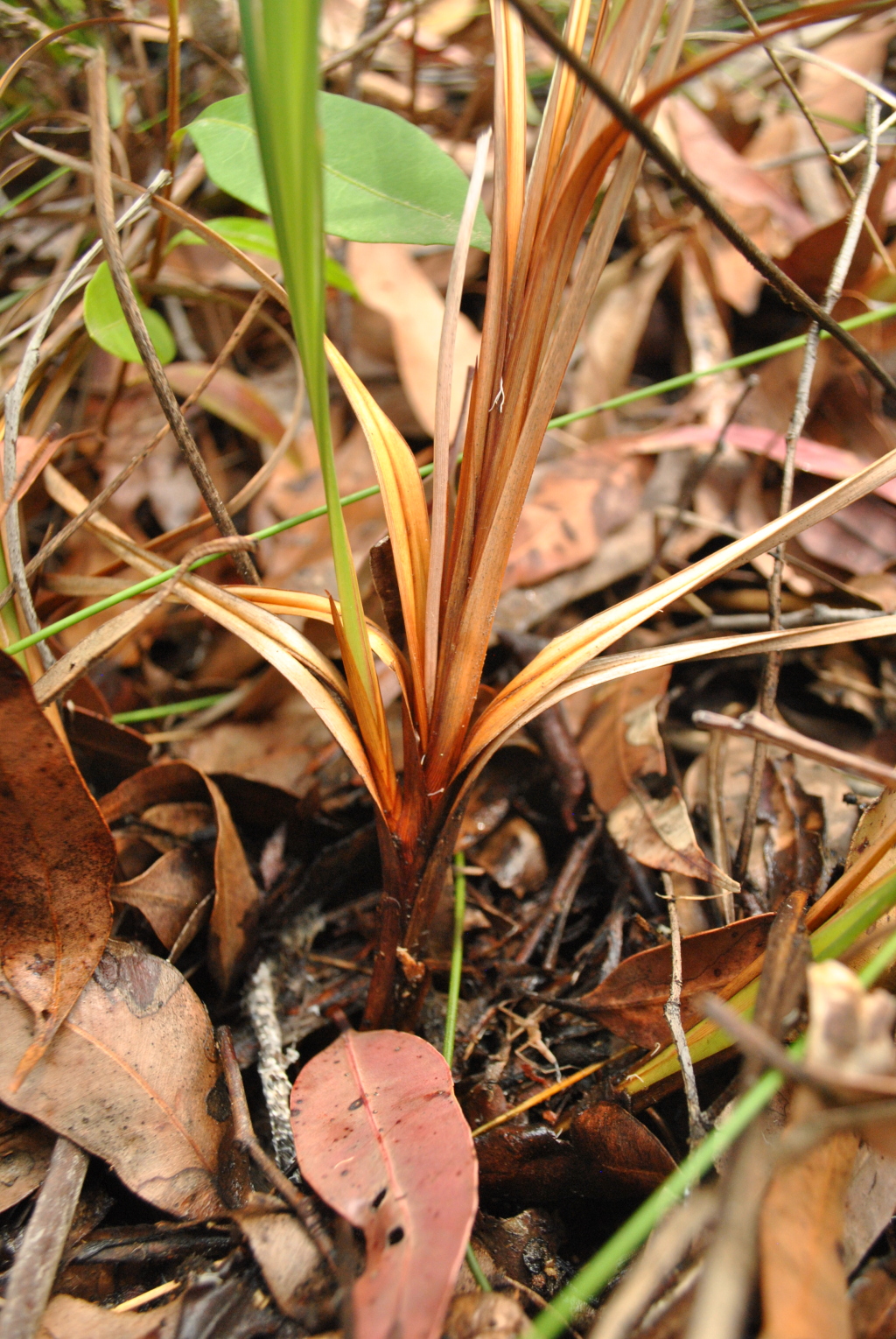 Patersonia glabrata (hero image)