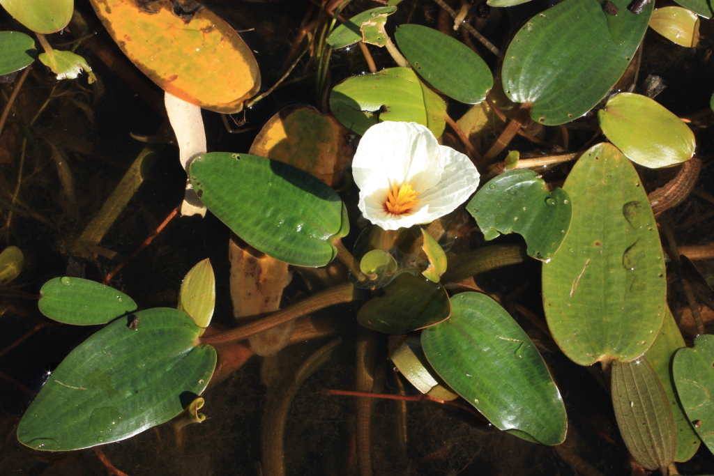 Hydrocharitaceae (hero image)