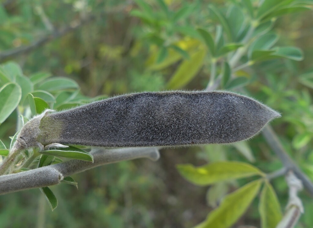 Chamaecytisus palmensis (hero image)