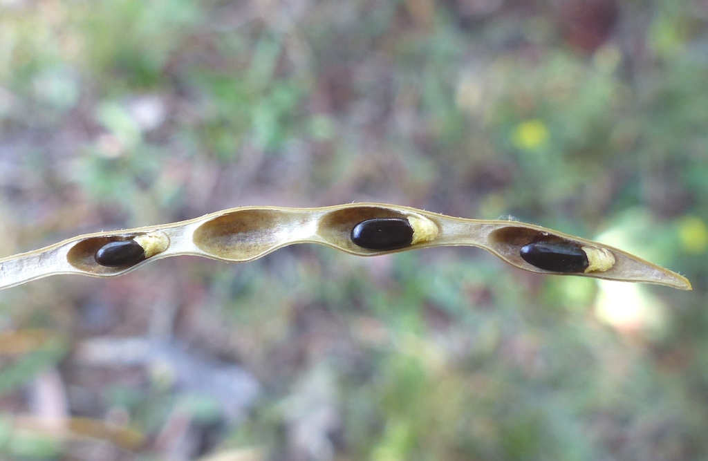 Acacia floribunda (hero image)