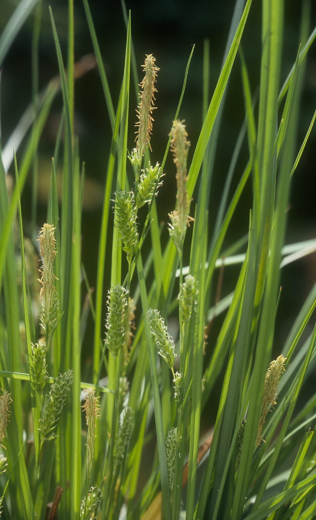 Carex (hero image)