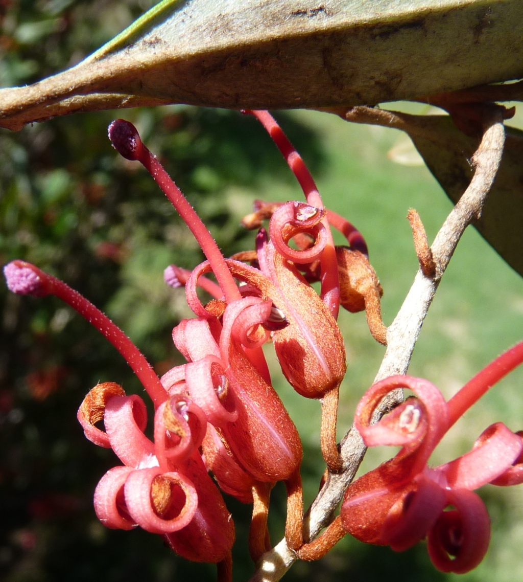 Grevillea victoriae (hero image)