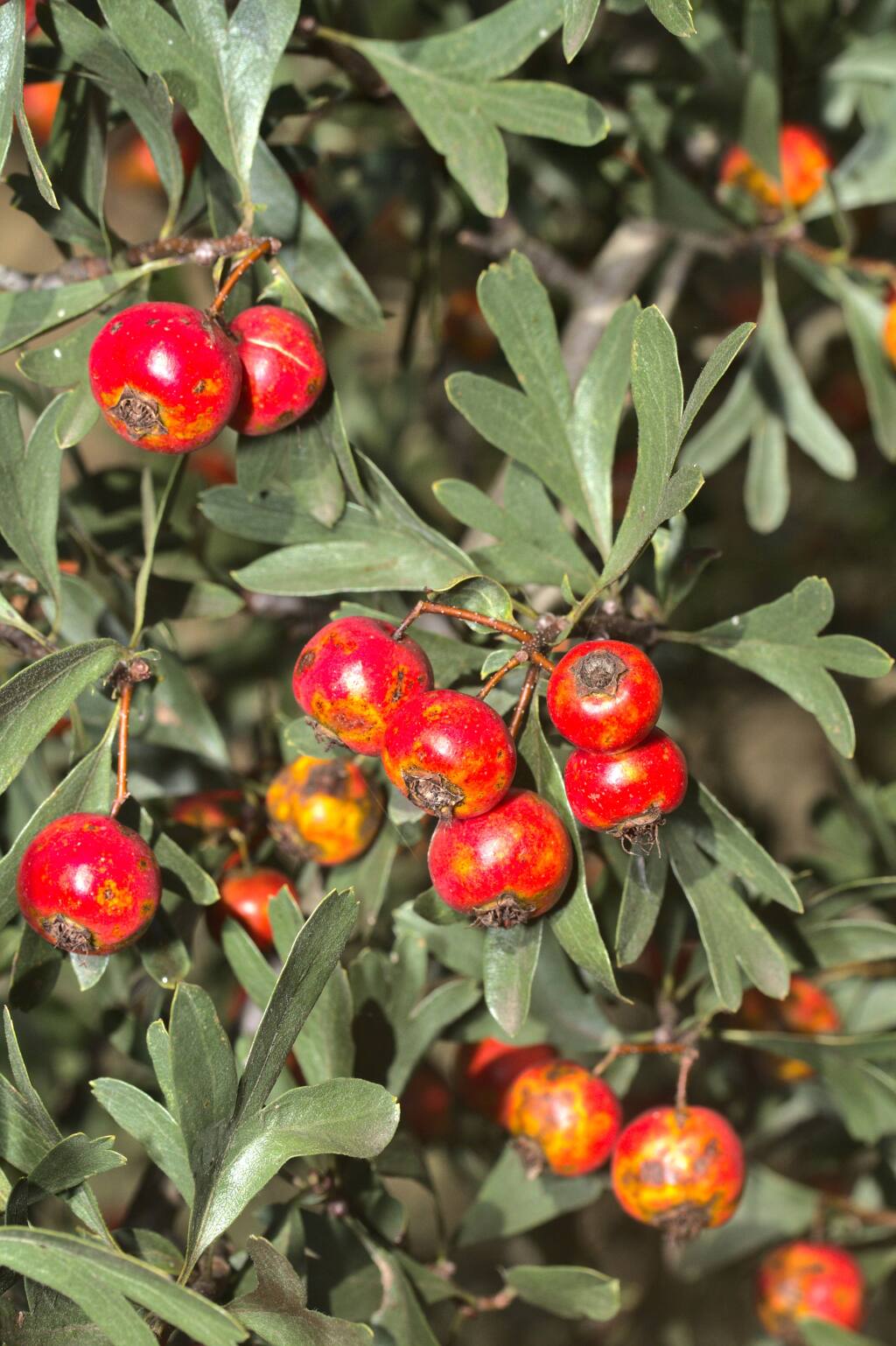 Crataegus ×sinaica (hero image)