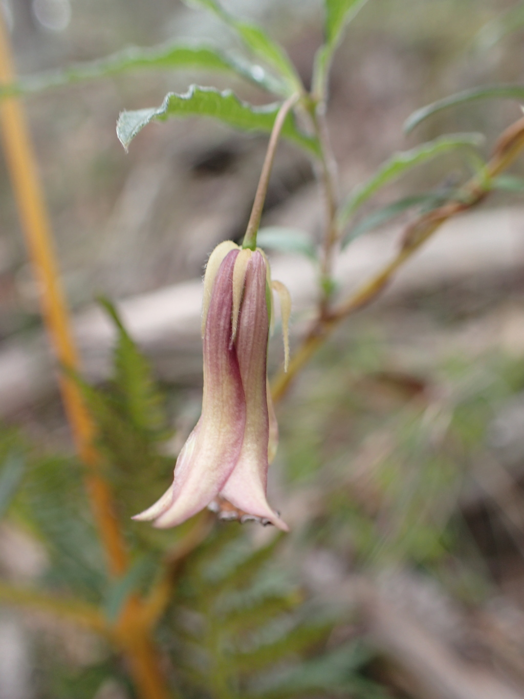 Billardiera mutabilis (hero image)