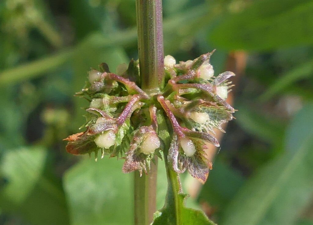 Rumex pulcher (hero image)