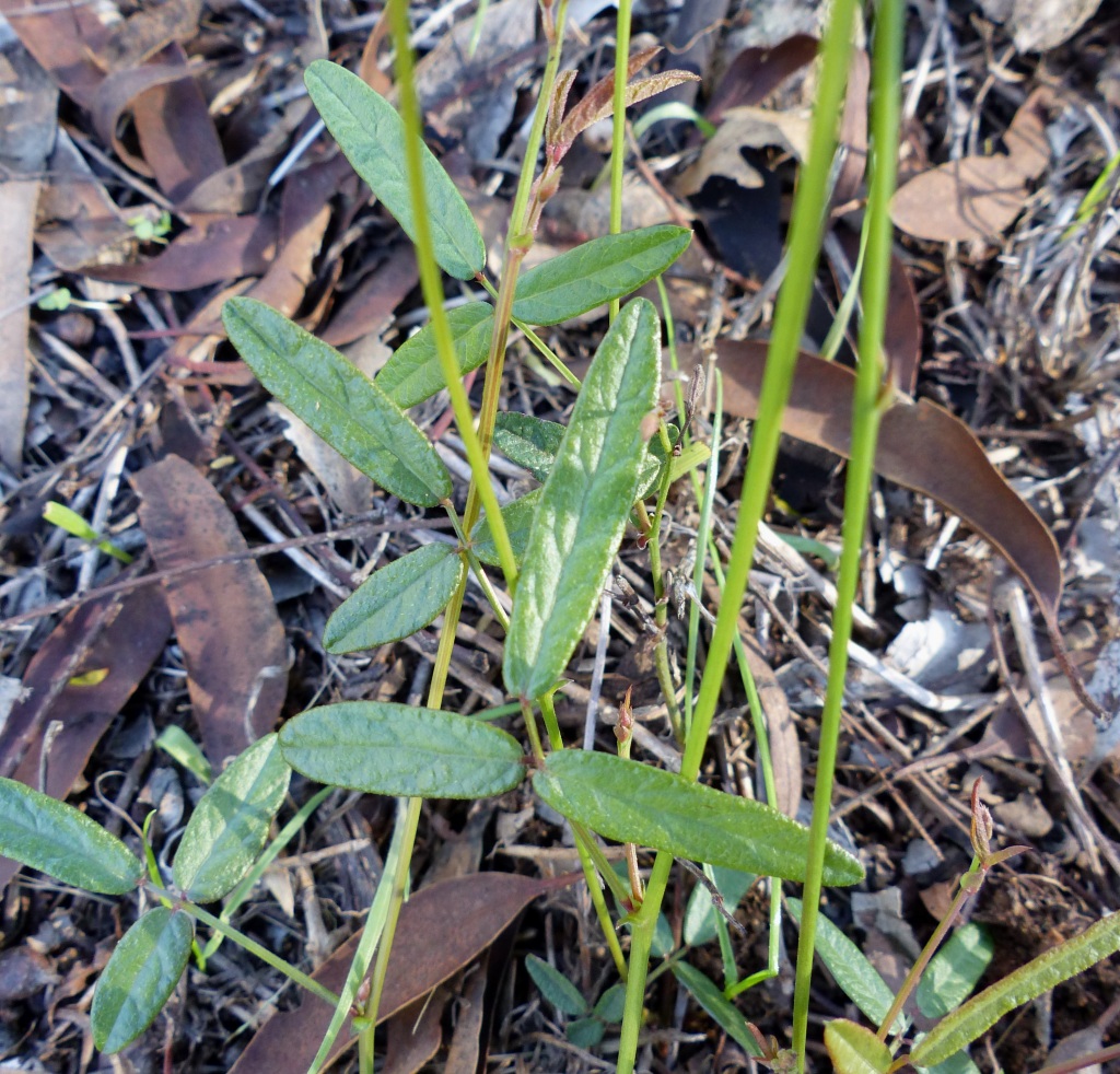 Desmodium varians (hero image)