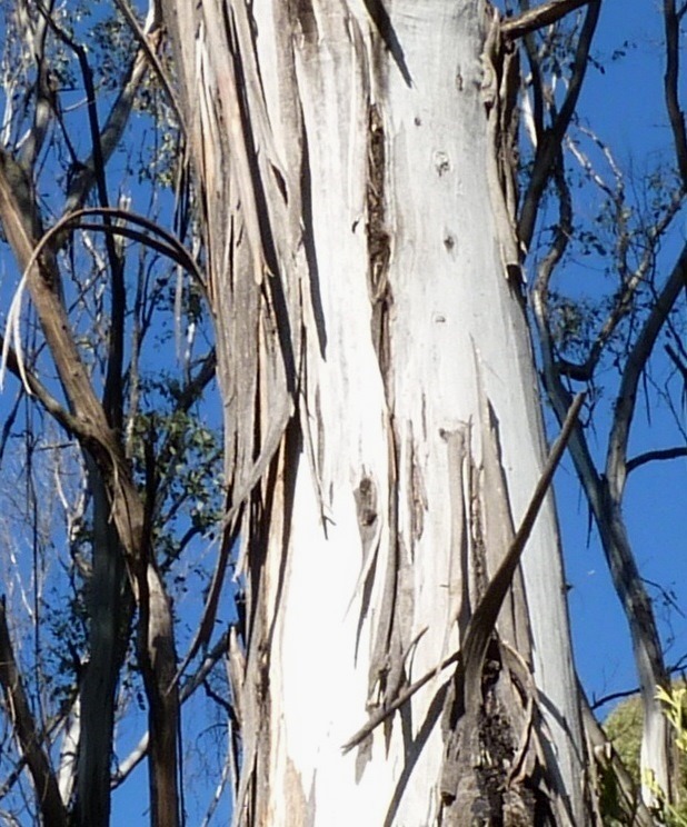 Eucalyptus camphora (hero image)