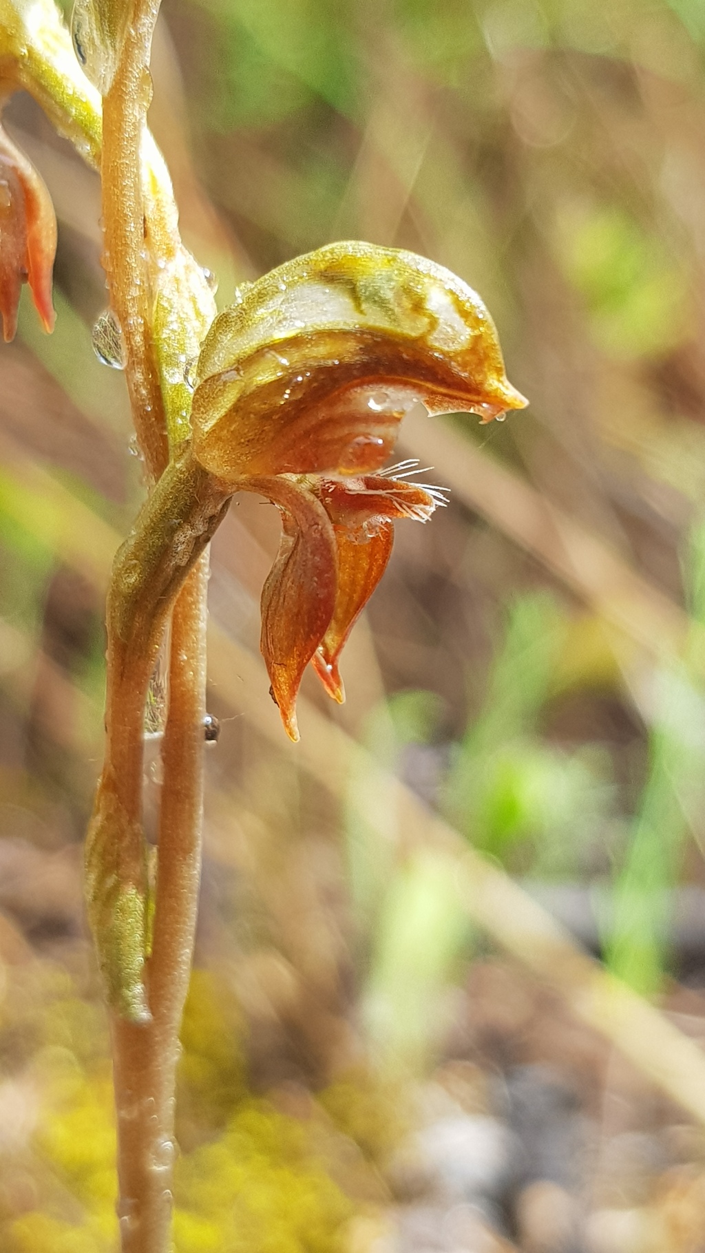 Pterostylis squamata (hero image)