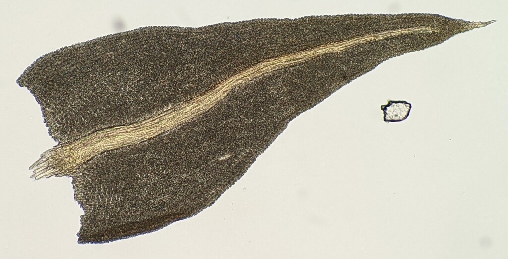 Anomodontaceae (hero image)