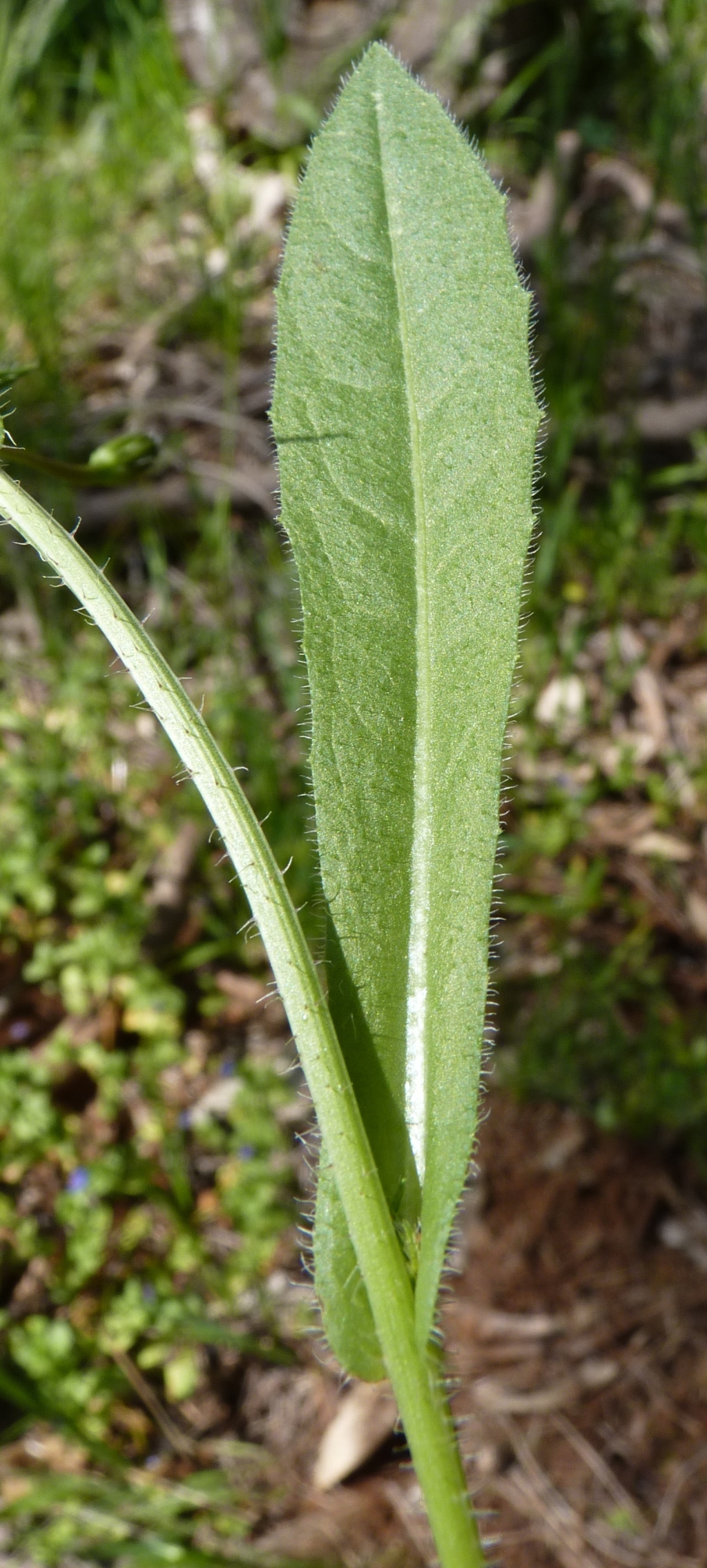 Picris barbarorum (hero image)