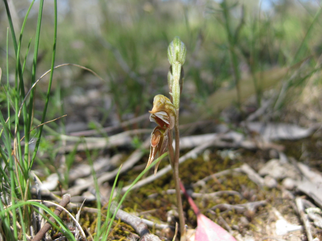 Pterostylis pusilla (hero image)