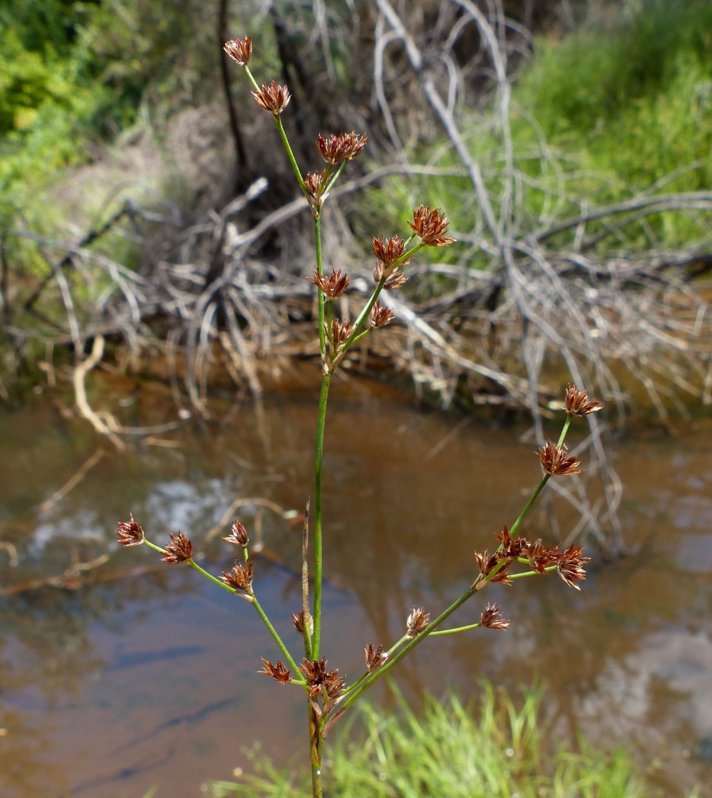 Juncus articulatus (hero image)