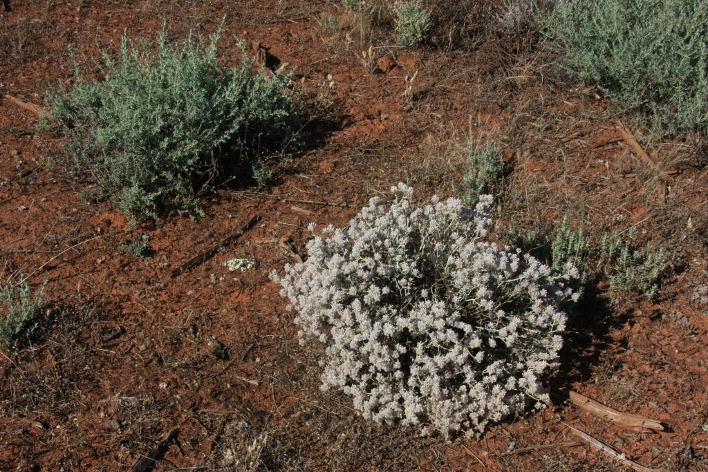 Amaranthaceae (hero image)