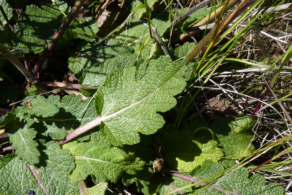 Salvia verbenaca var. verbenaca (hero image)