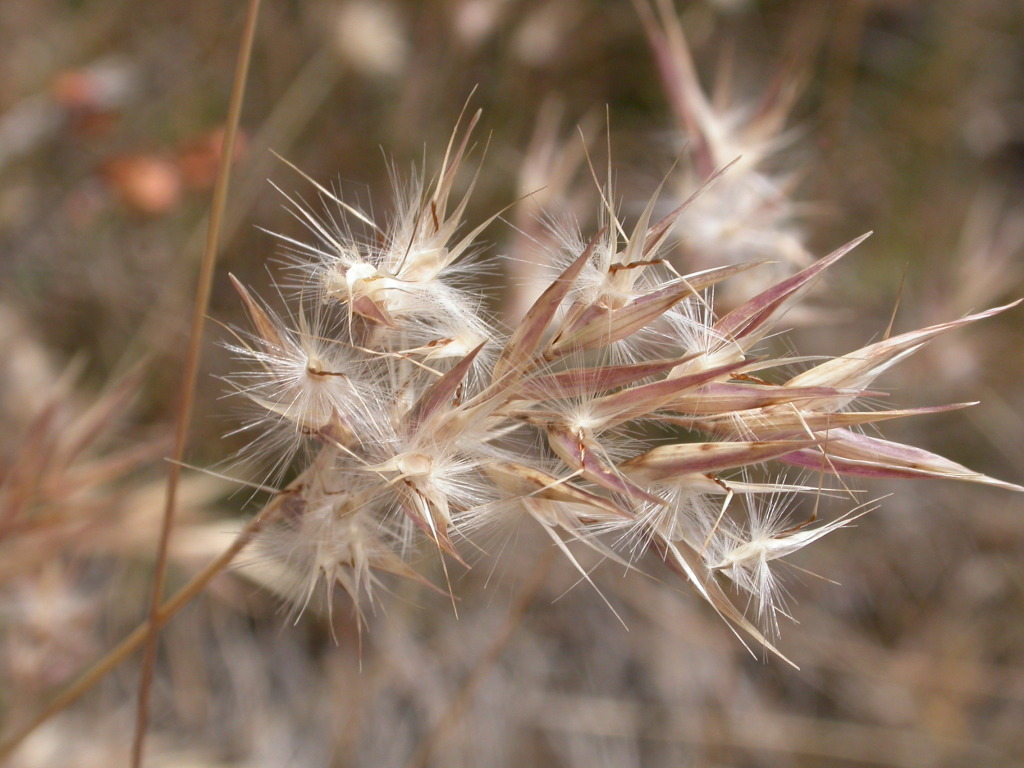 Rytidosperma (hero image)