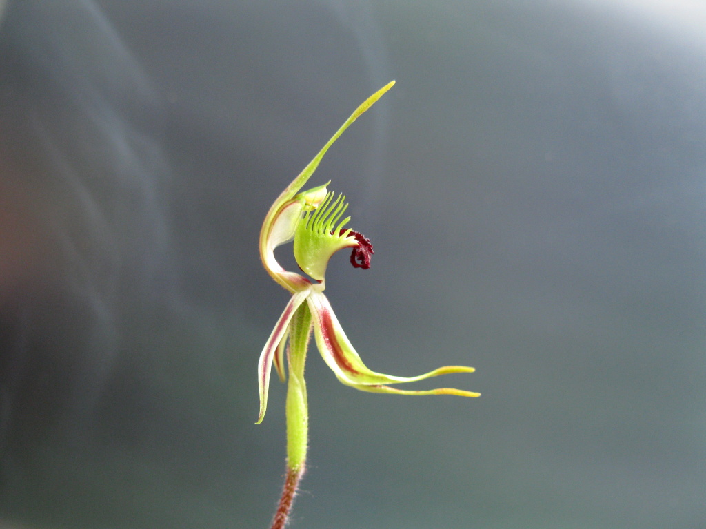 Caladenia verrucosa (hero image)