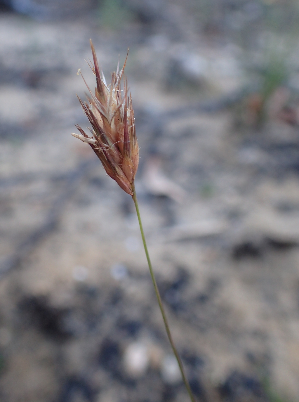 Amphipogon (hero image)