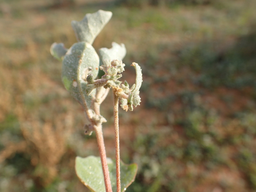 Atriplex limbata (hero image)