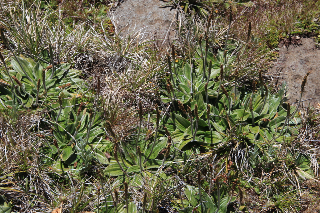 Plantago euryphylla (hero image)