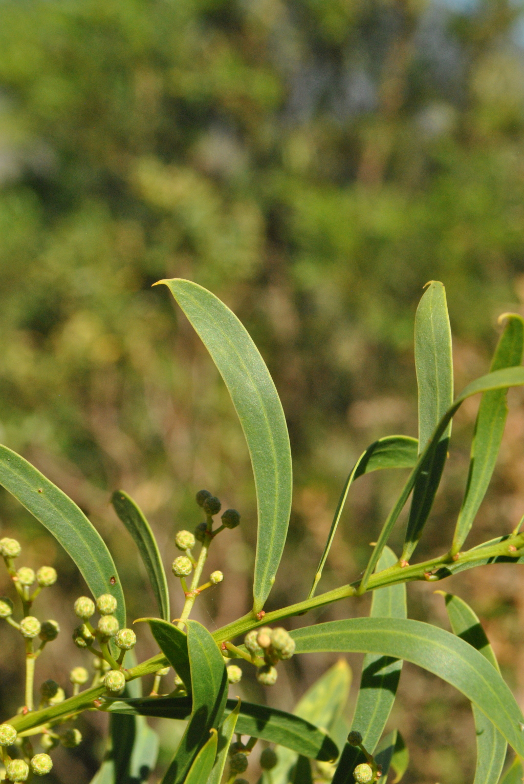 Acacia uncifolia (hero image)