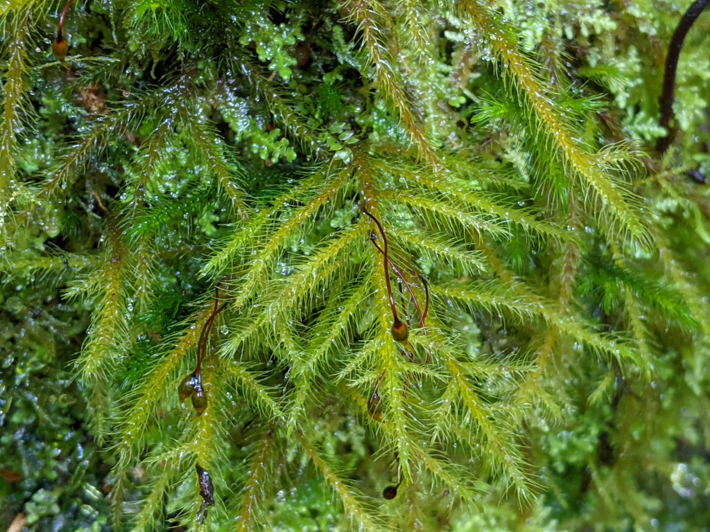 Neckeraceae (hero image)