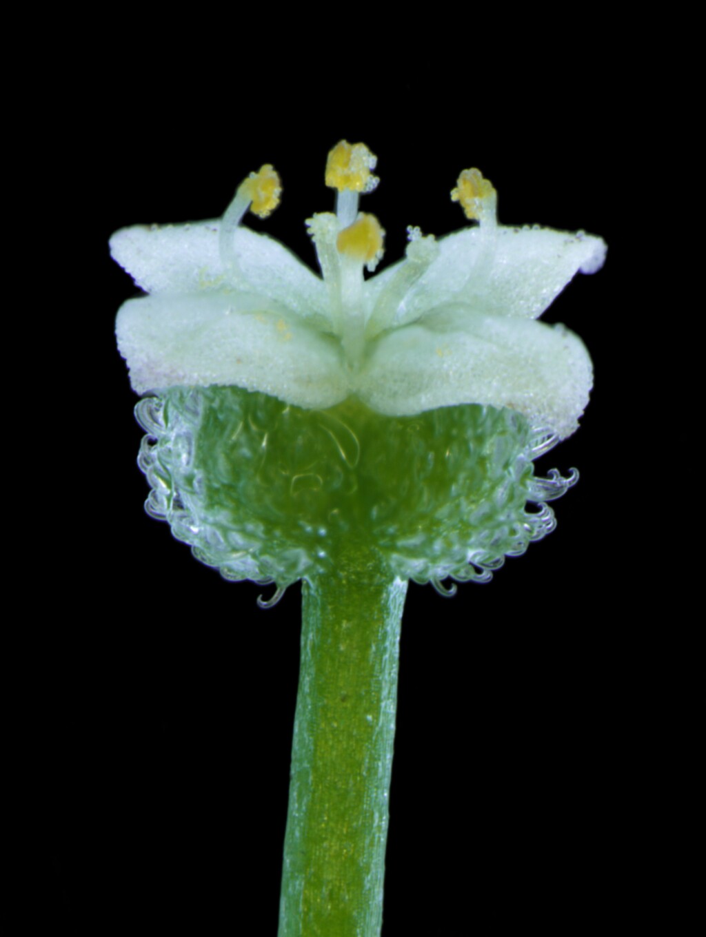 Galium (hero image)