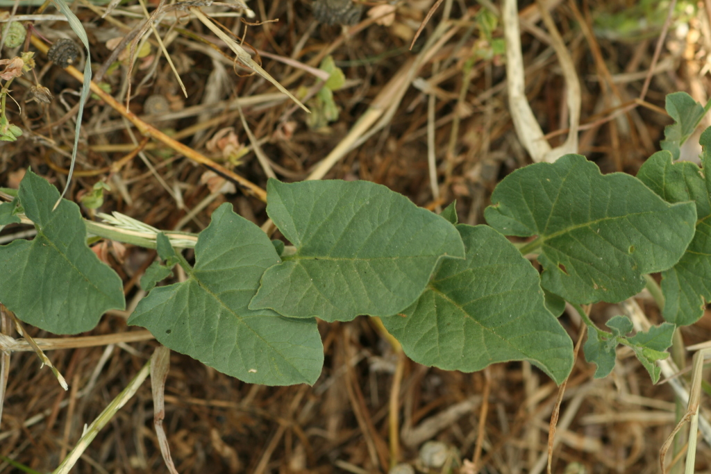 Convolvulus arvensis (hero image)