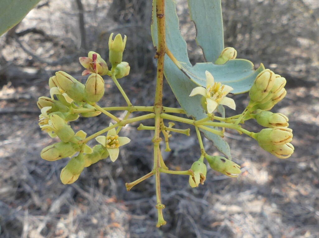 Santalum lanceolatum (hero image)