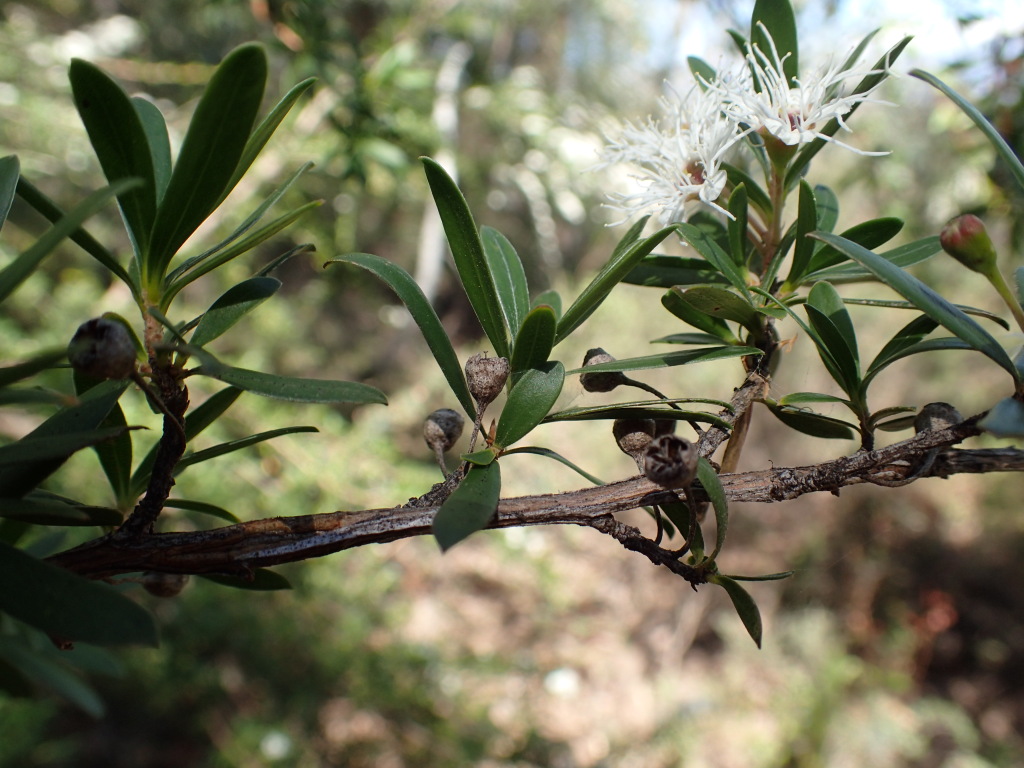 Kunzea peduncularis (hero image)