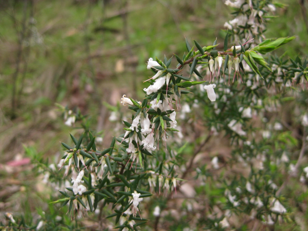 Styphelia fletcheri (hero image)