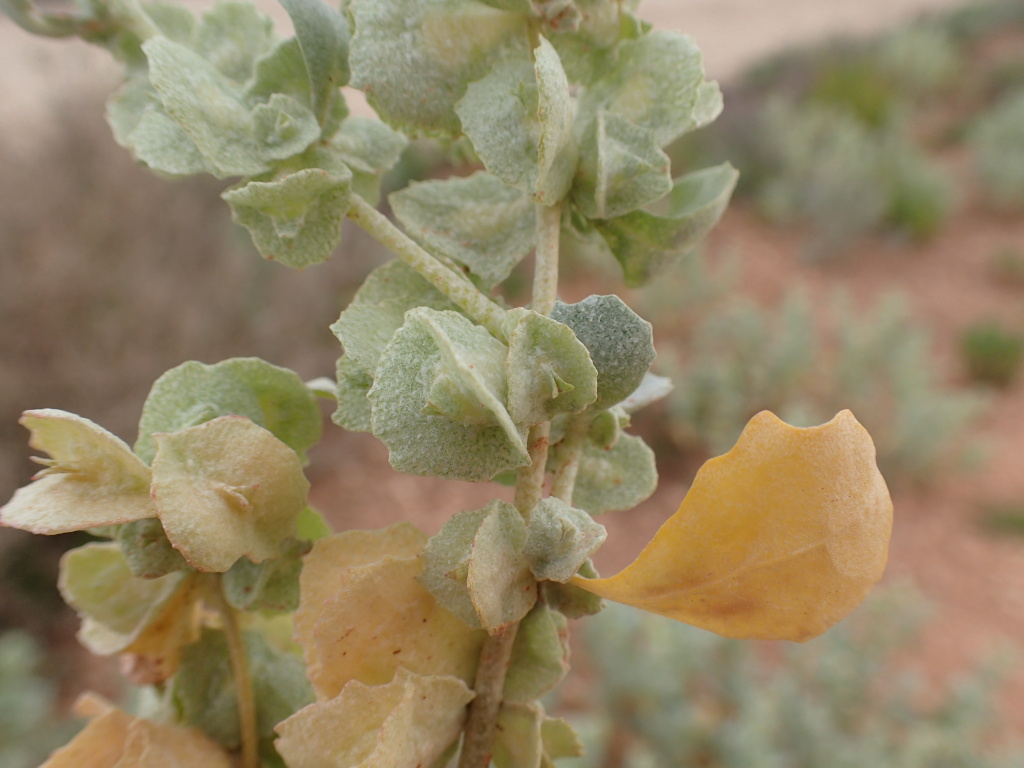 Atriplex lindleyi (hero image)