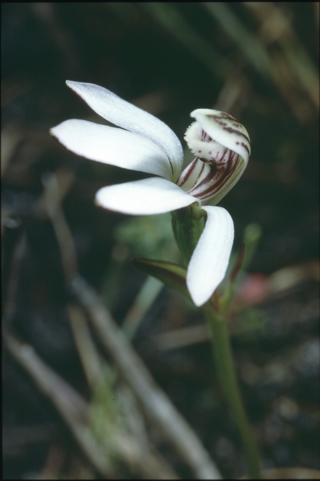 Burnettia cuneata (hero image)