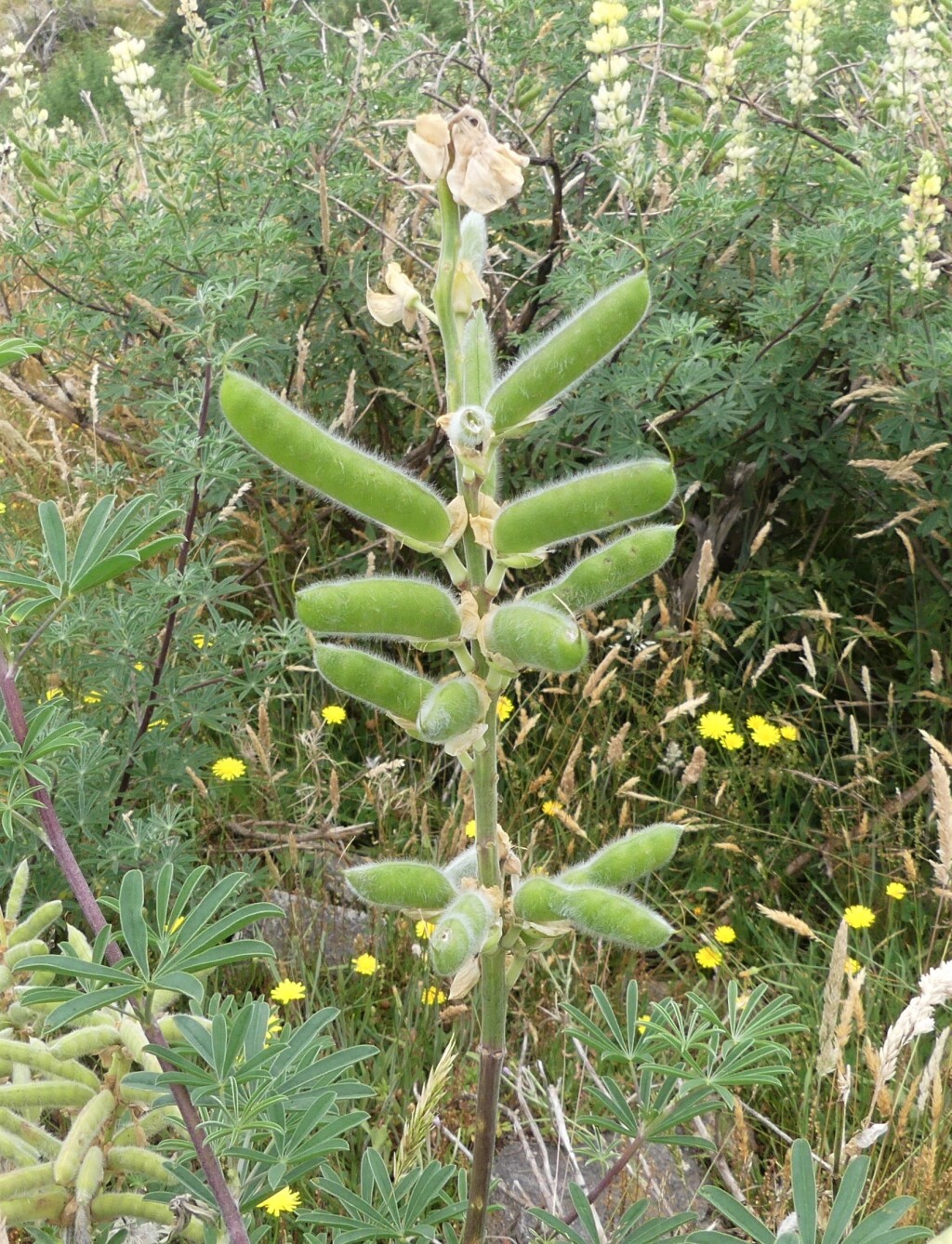 Lupinus (hero image)