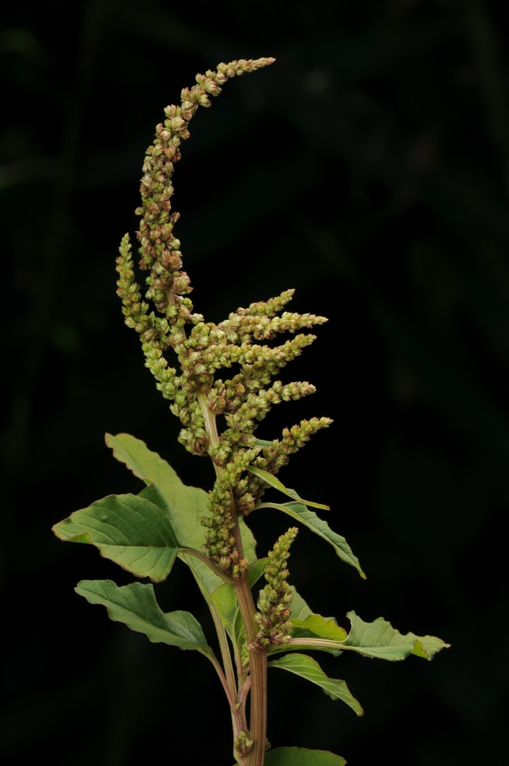 Amaranthus (hero image)