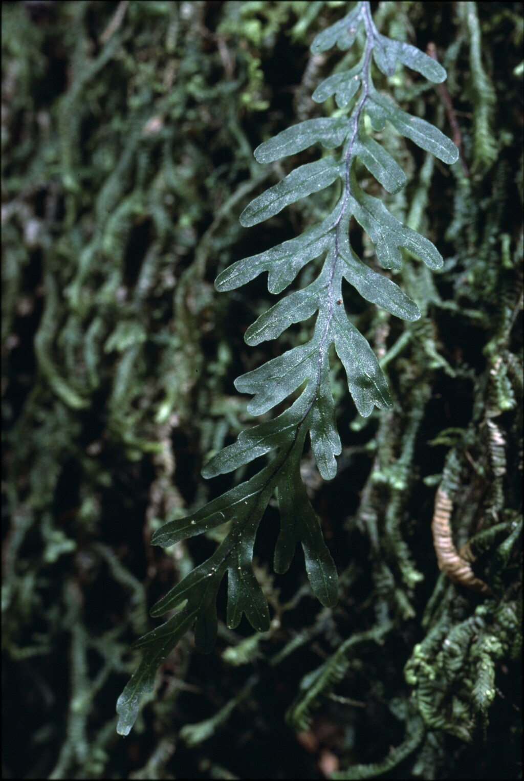 Hymenophyllum rarum (hero image)